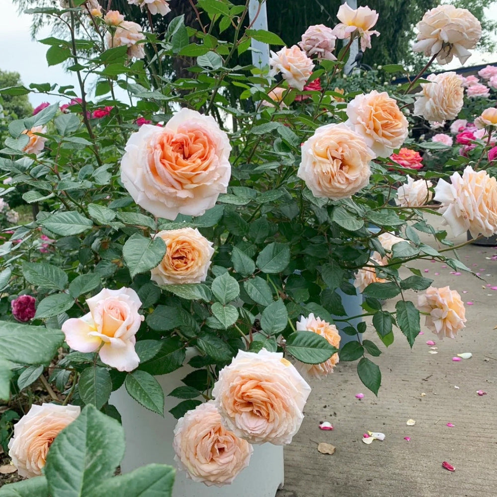 Grossherzogin Luise Rose