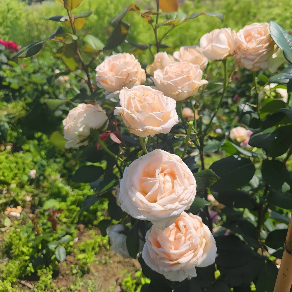 Gruaud Larose Rose