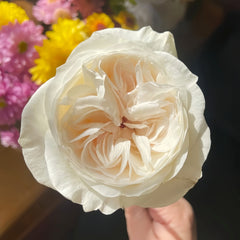 Halifax Rose