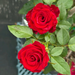 Hallelujah Rose