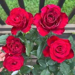 Hallelujah Rose