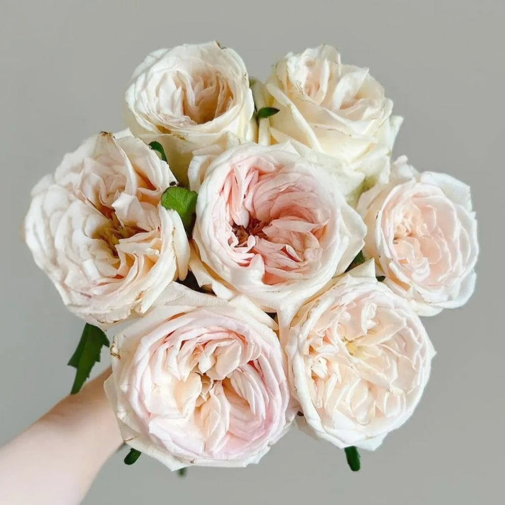 Hanxiang Rose