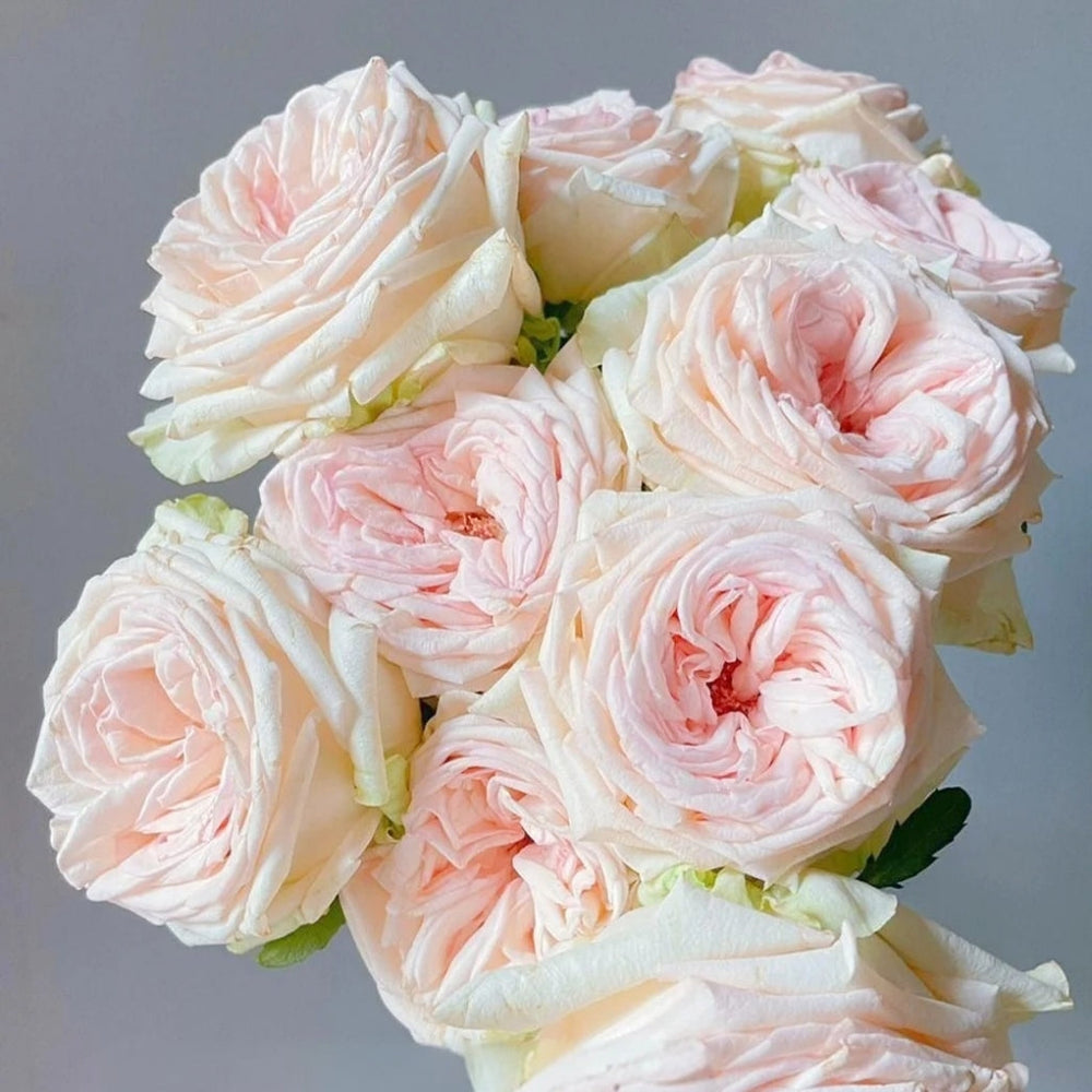 Hanxiang Rose