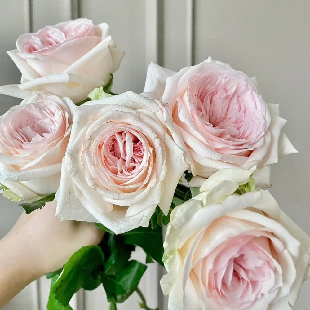 Hanxiang Rose