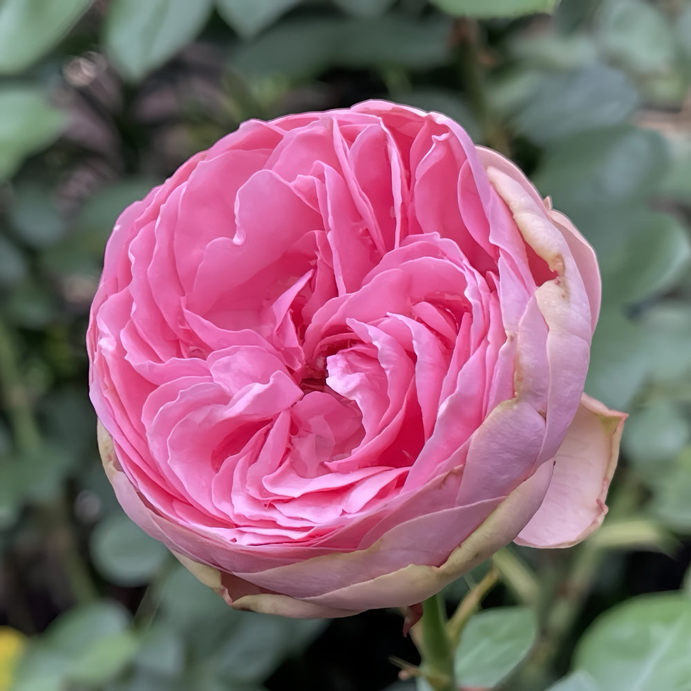 Happy Piano Rose