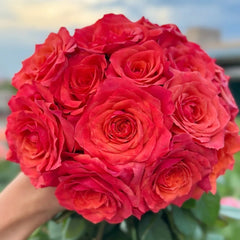 Hard Rock Rose