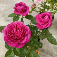 Heidi Klum Rose