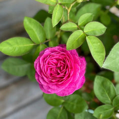 Heidi Klum Rose