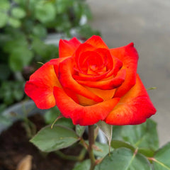 High Magic Rose