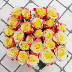 Hot Merengue Rose
