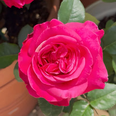 Hot X-pression Rose