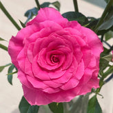 Hotspot Rose