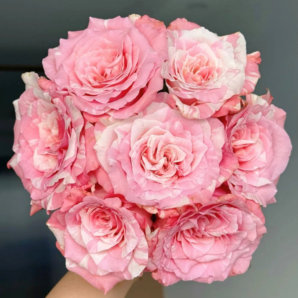 Huancai Rose