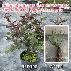 Ice Red Velvet Rose
