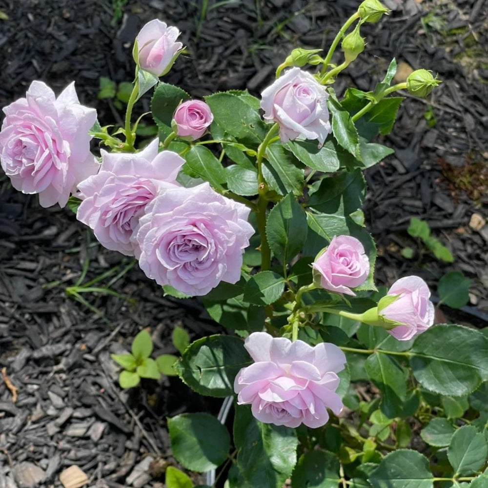 Ilias Rose
