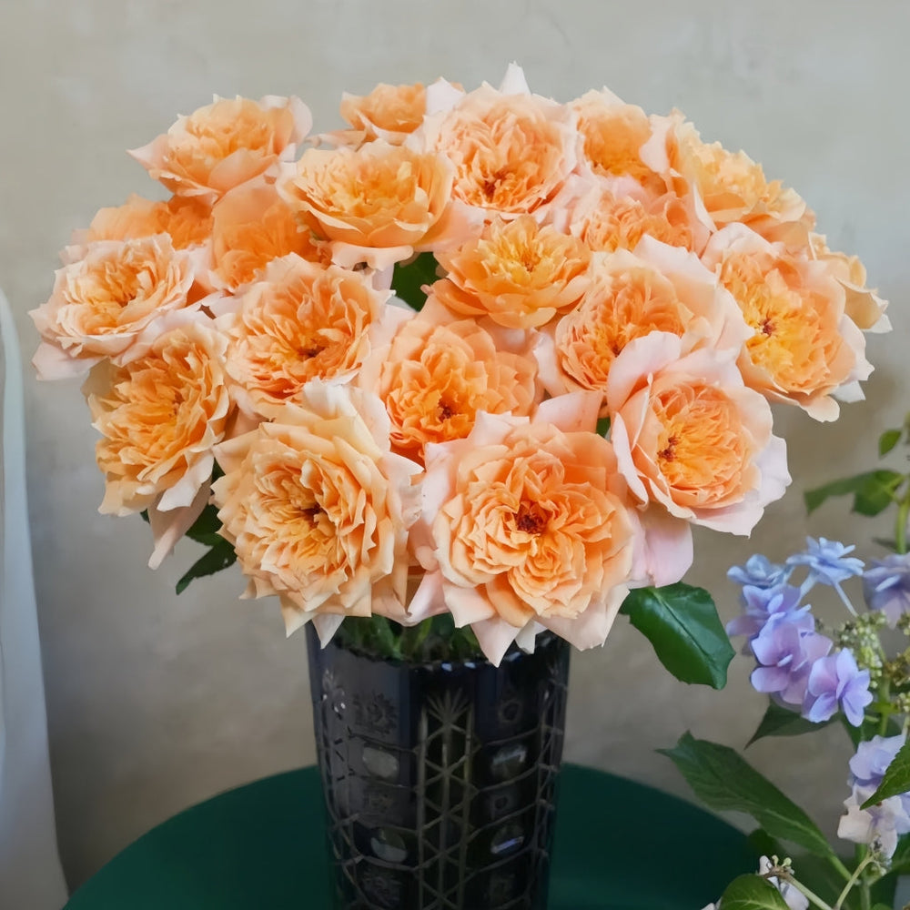 Impact Rose