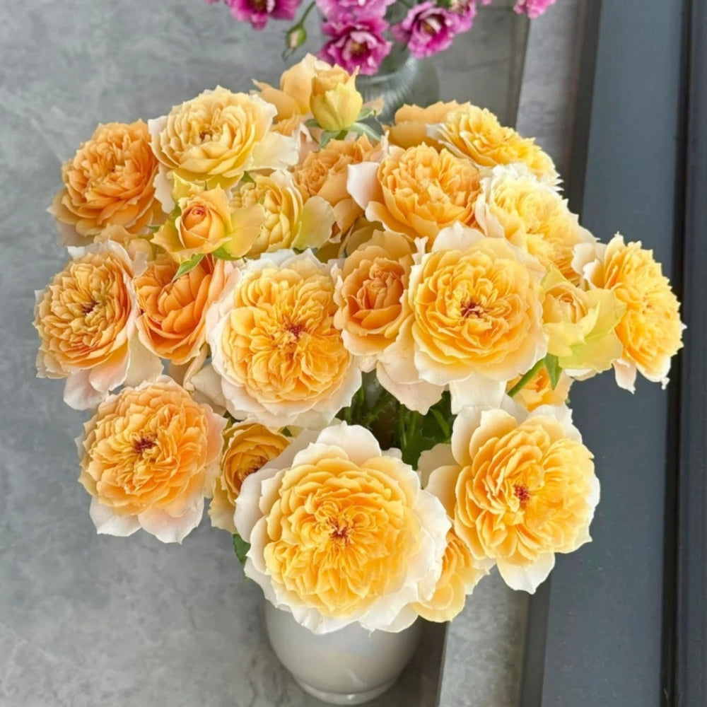 Impact Rose