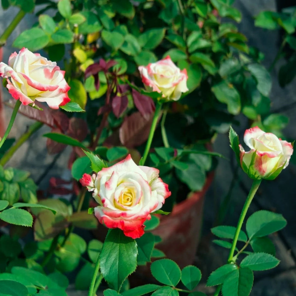 Imperatrice Farah Rose