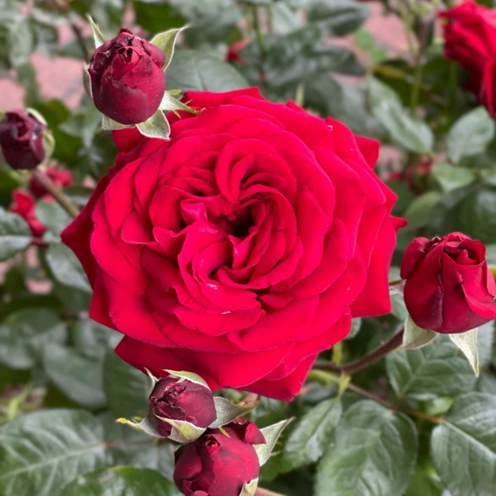 Ingrid Bergman Rose