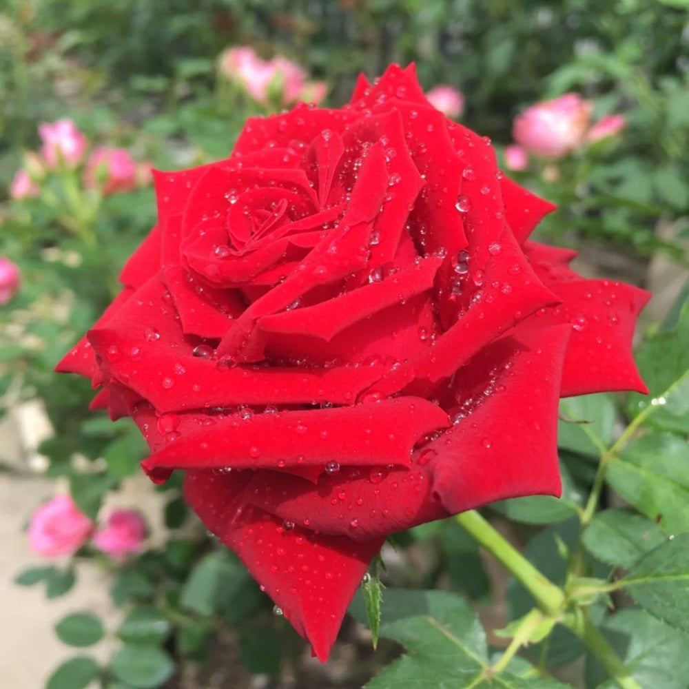 Ingrid Bergman Rose