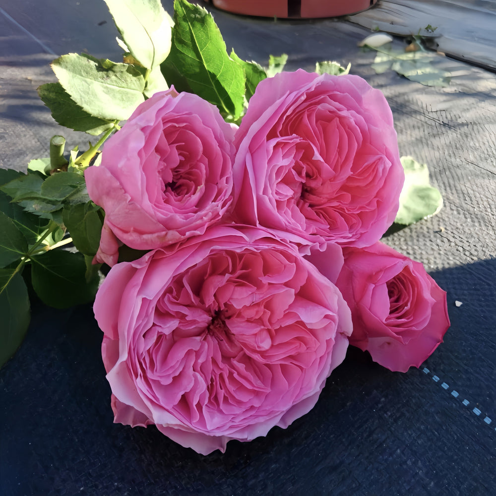 Iroha Rose