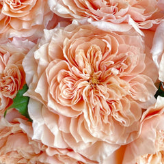 Issei Rose