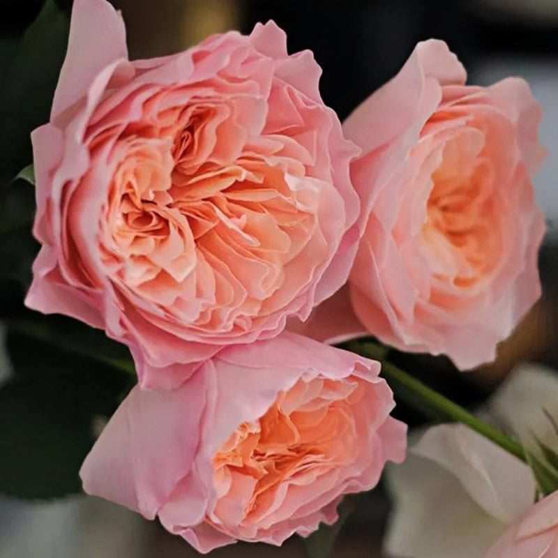 SEN Rose