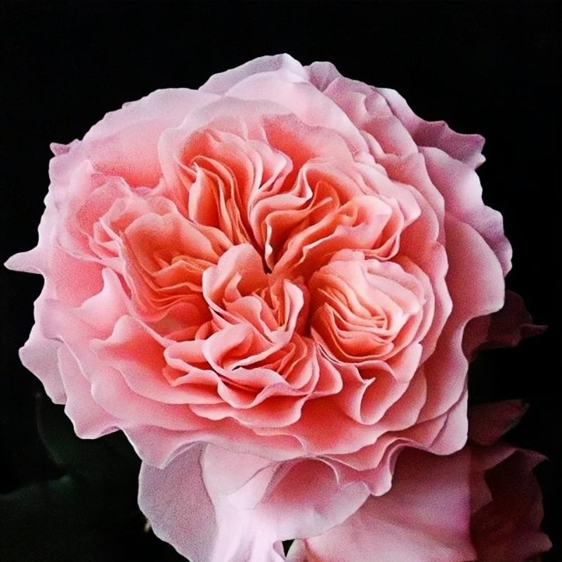 SEN Rose