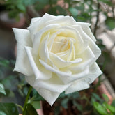 Jeanne Moreau Rose