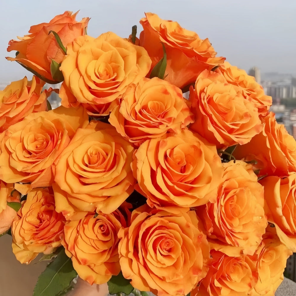 Jinhui Rose