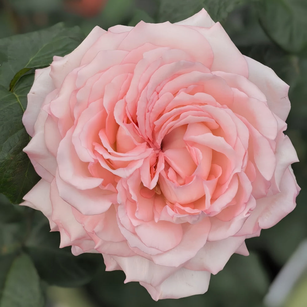 Joyce Rose