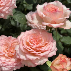 Joyce Rose