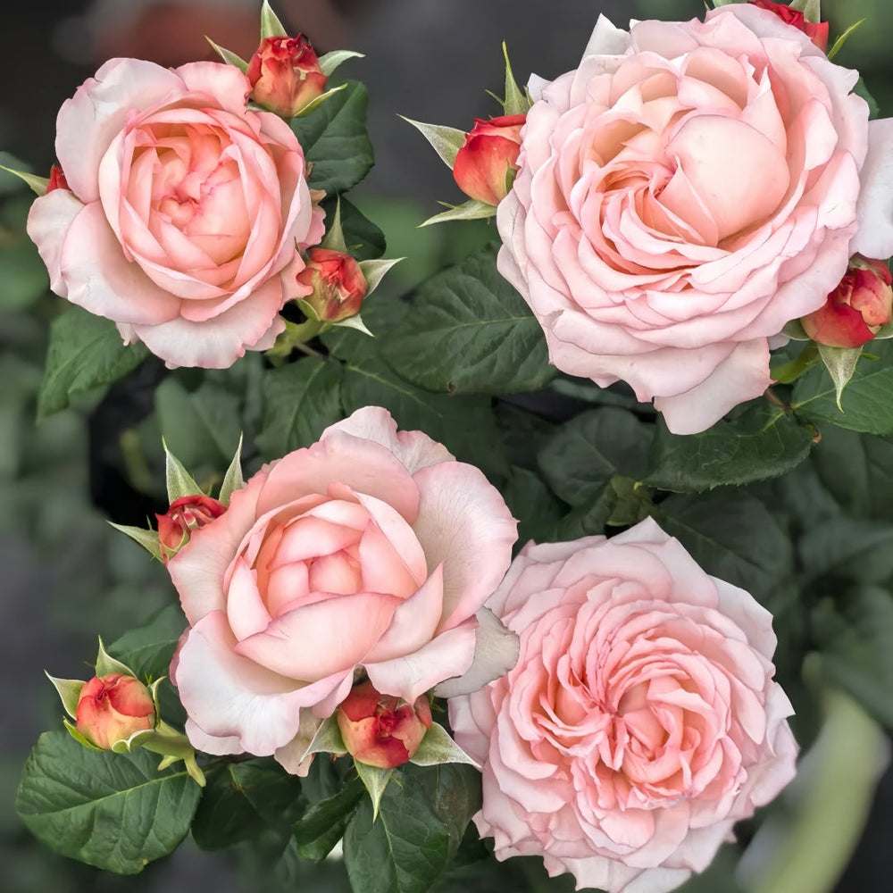 Joyce Rose