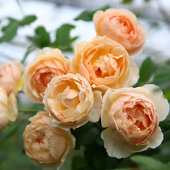 Cluster of Jude the Obscure roses with vibrant peach blooms