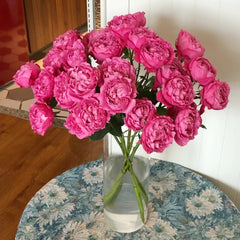 Julieta Cerise Rose
