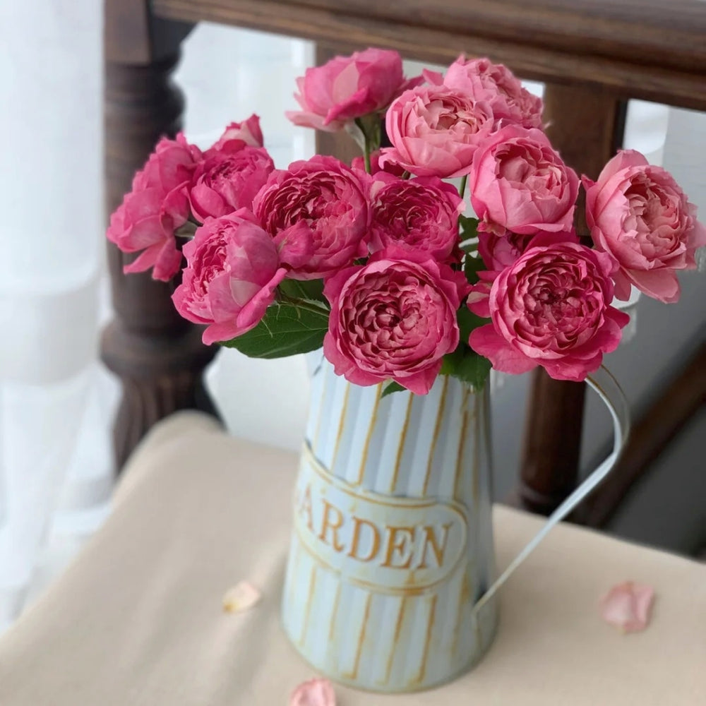Julieta Cerise Rose