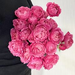 Julieta Cerise Rose