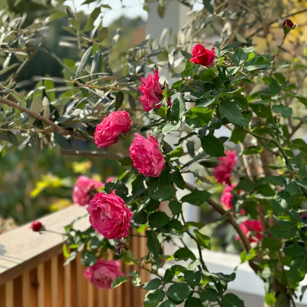 Julieta Cerise Rose