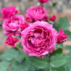 Julieta Cerise Rose
