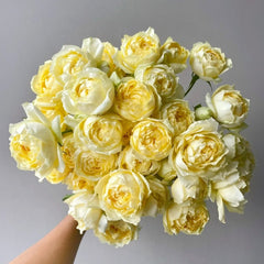 Julieta Limoncella Rose