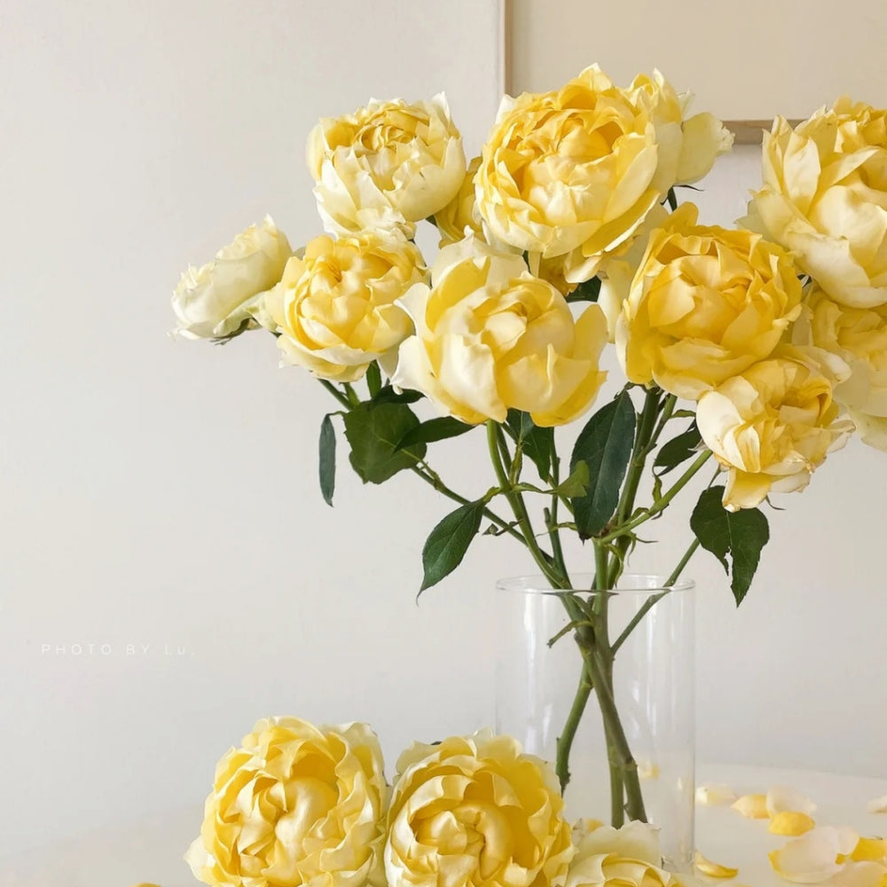 Julieta Limoncella Rose