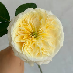 Julieta Limoncella Rose