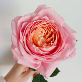 Julieta Rose