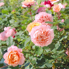 Julieta Rose