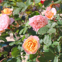 Julieta Rose