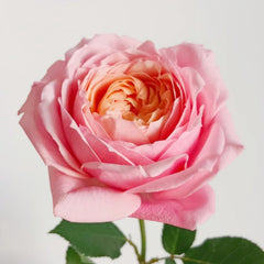 Julieta Rose