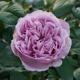 Karen Rose