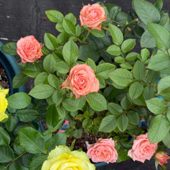 Kawa Rose