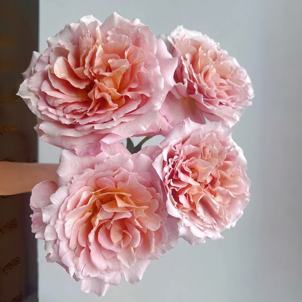 L'heure Magique Rose