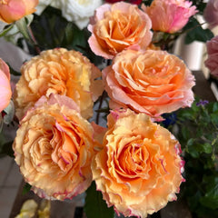 La Campanella Rose